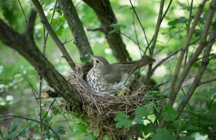 Uccello nel nido