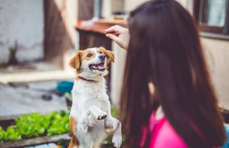 Educare il cane