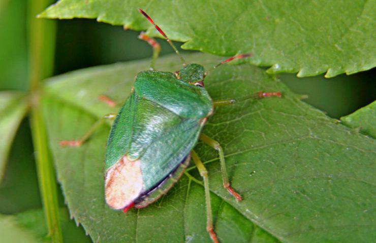 Cimice verde