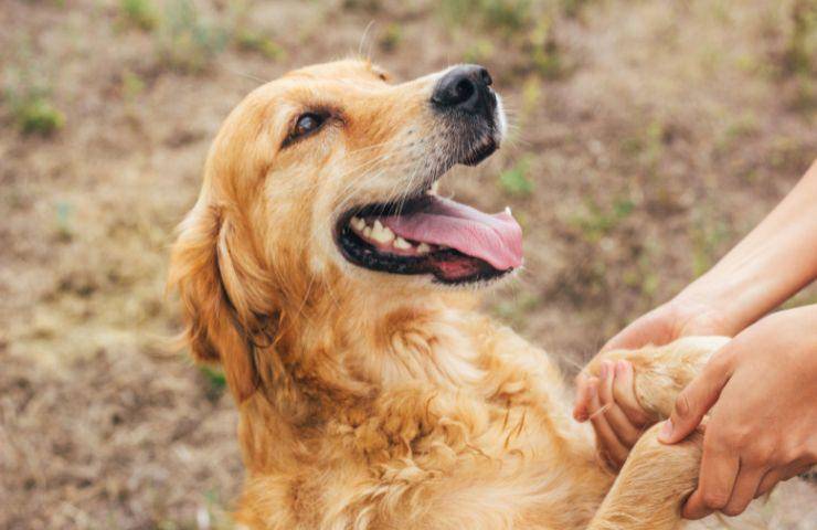 Golden Retriever dà le zampe