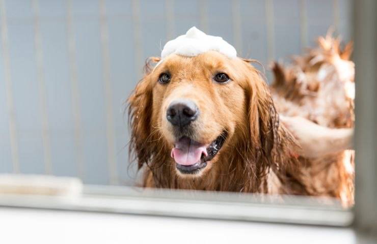 Igiene e cura del Golden Retriever