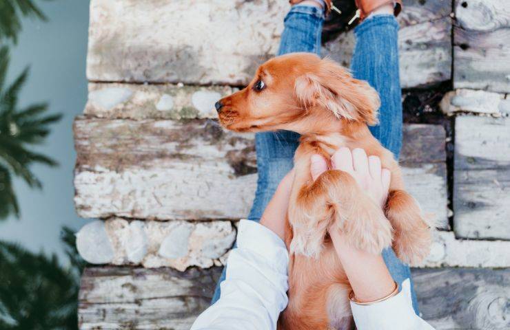 Cane non vuole il contatto