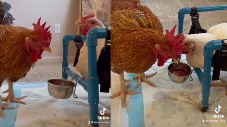 Gallo innamora gallina disabile 