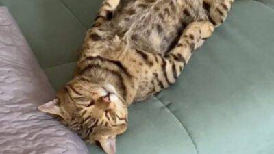 gatto simba casa meditare