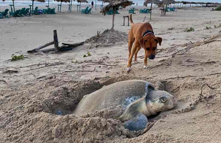 cane salva 100 tartarughe