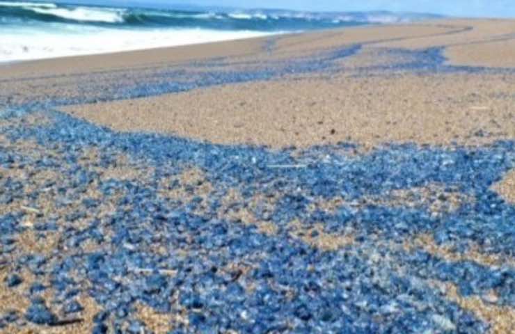 mare porta suolo velella 