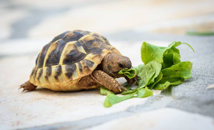 tartaruga e cibo