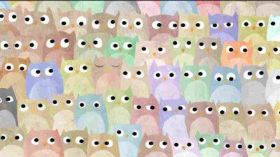 Test trova l'intruso tra i gufi