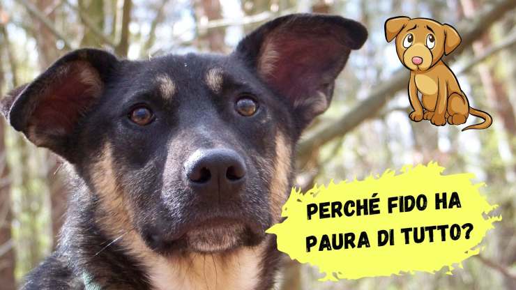 Il cane ha paura di tutto