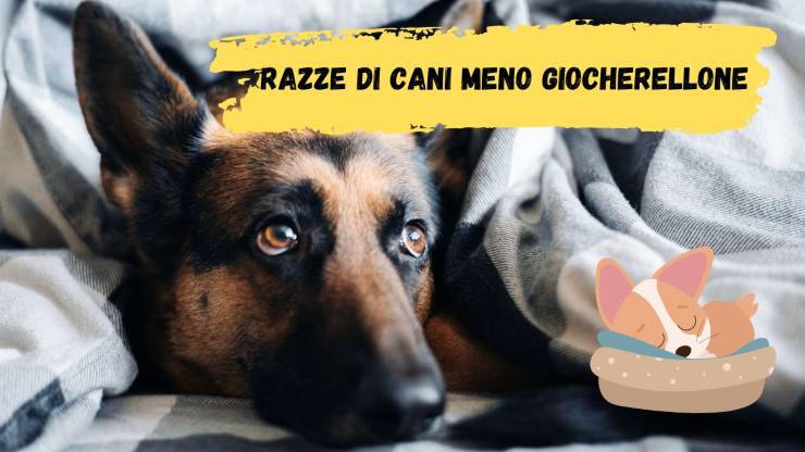 Razze di cani meno giocherellone