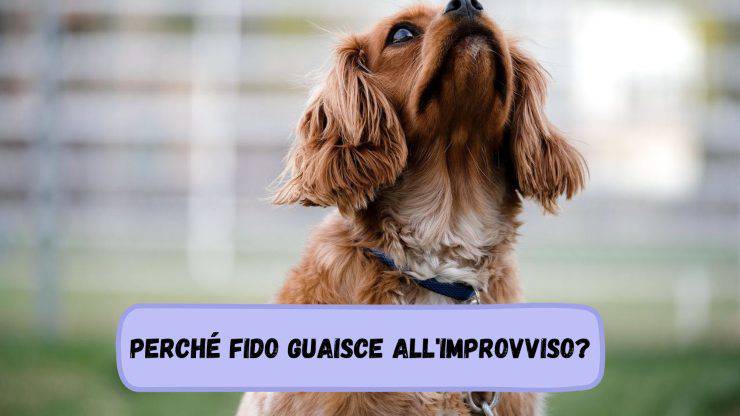 Il cane guaisce all'improvviso