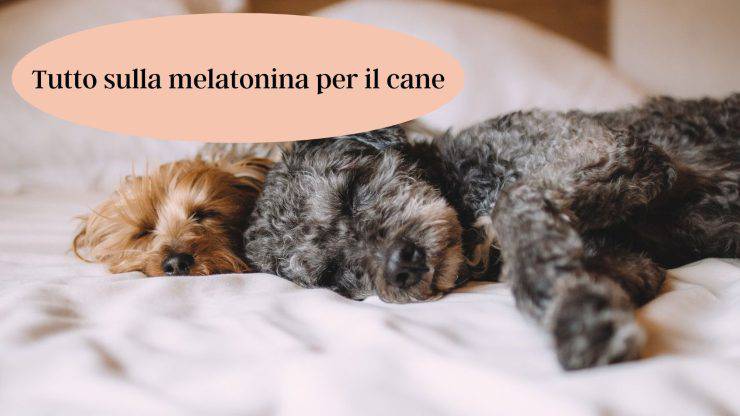 Melatonina per il cane