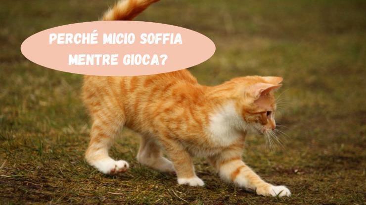 Il gatto soffia mentre gioca