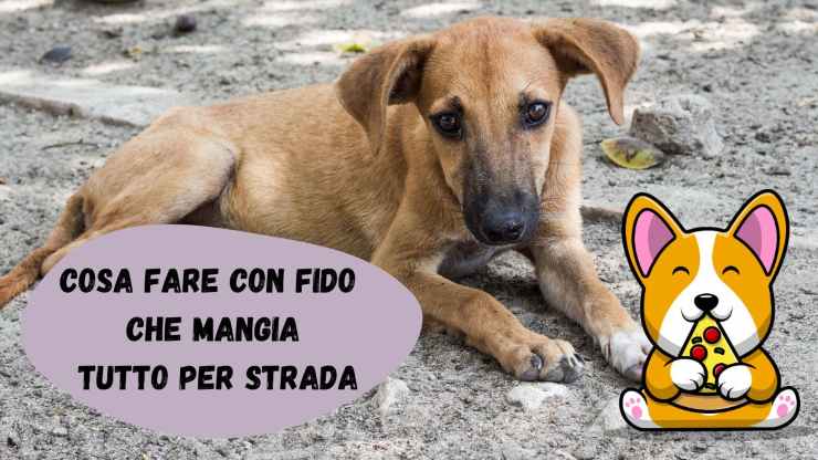 Il cane mangia tutto ciò che trova per strada