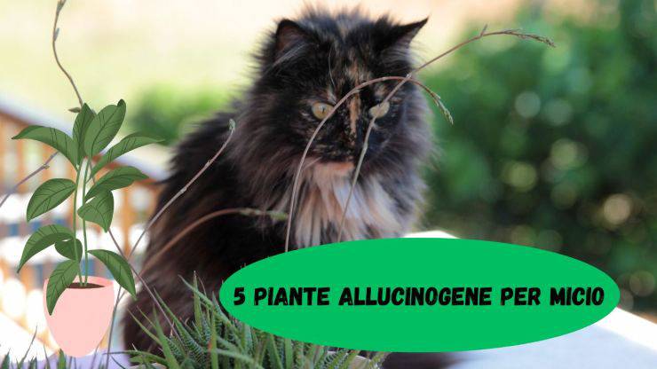 5 piante con effetti allucinogeni per il gatto