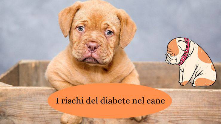 perro con diabetes