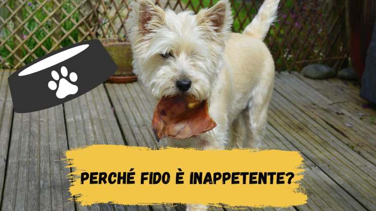 Inappetenza nel cane