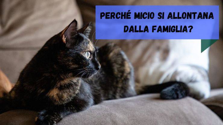 Il gatto si allontana dalla famiglia