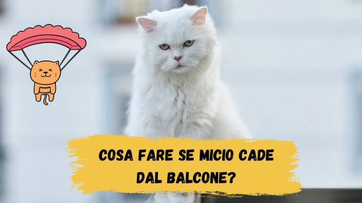 Il gatto è caduto dal balcone