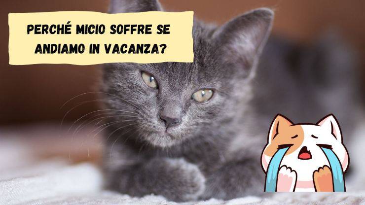 Il gatto soffre quando andiamo in vacanza