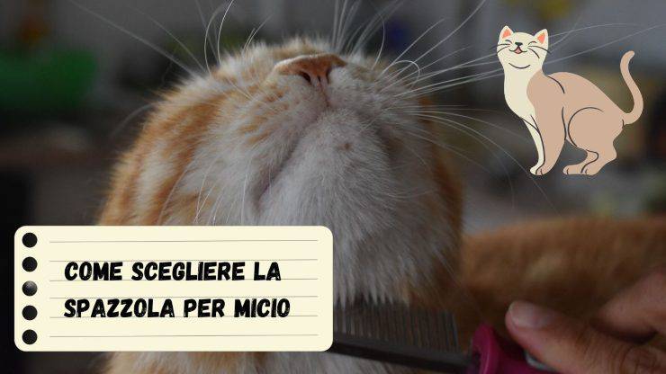 Spazzolare il gatto è fondamentale