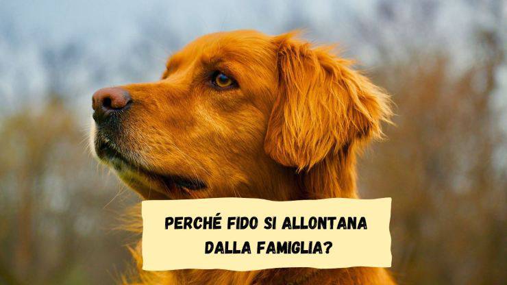 Il cane si allontana dalla famiglia