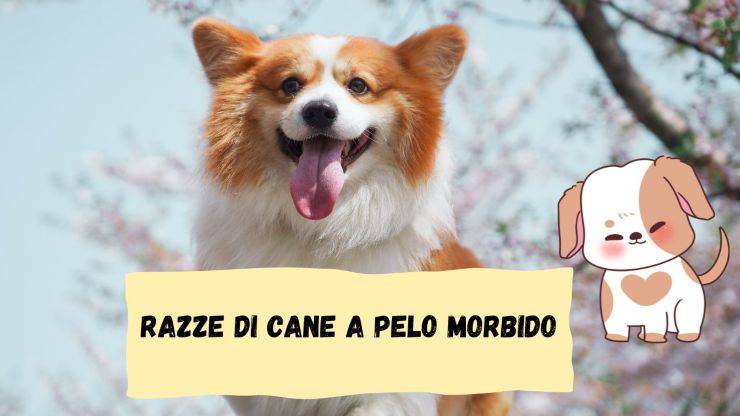 Le razze di cane dal pelo morbido