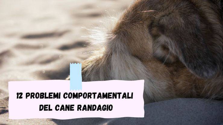 Adottare un cane dalla strada