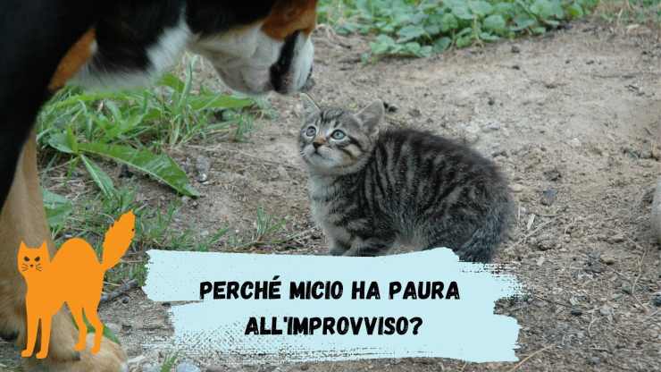 Il gatto ha paura all'improvviso