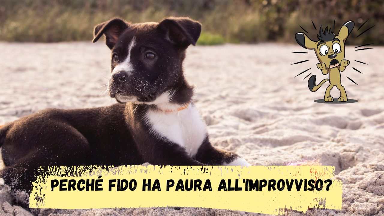 Il cane ha paura all'improvviso tutto ciò che è necessario sapere sul pet