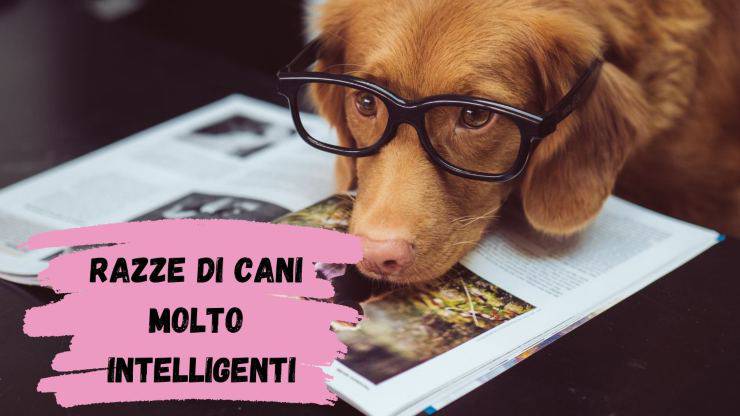 Razze di cani molto intelligenti