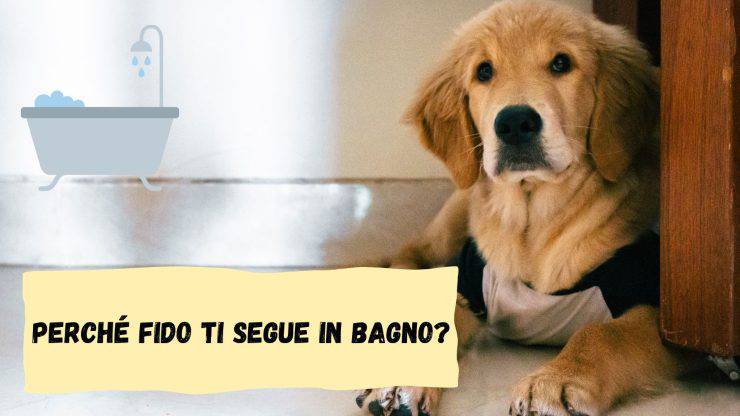 Fido ti segue in bagno