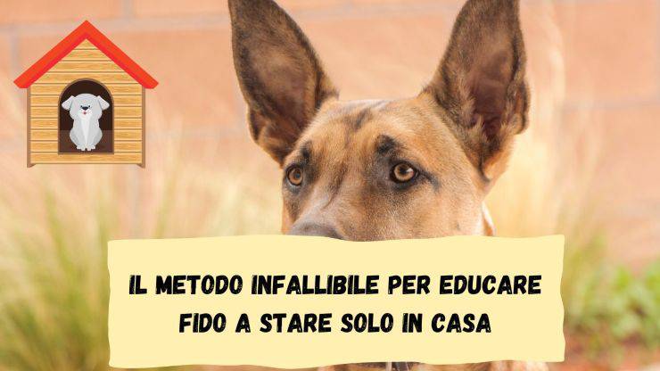 Il metodo infallibile per Fido