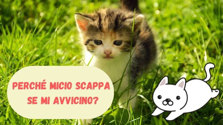 Micio scappa dal padrone