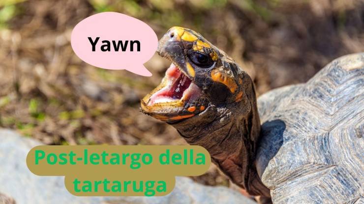 Tartaruga si sveglia dal letargo
