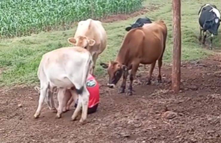 video de reaccion de animales de granja