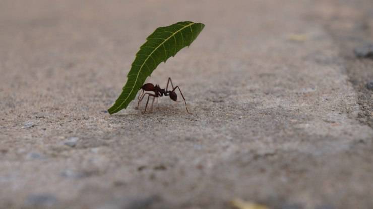 hormiga debajo de una hoja 