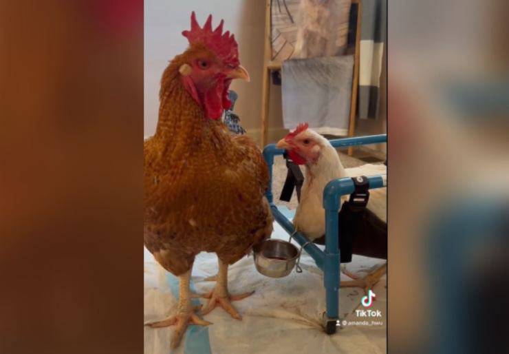 gallo bullizzato innamorato gallina