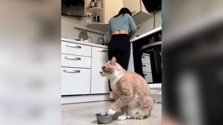 gatto protesta colazione non pronta