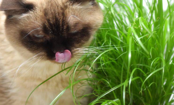 gatto vicino ad erba gatta 