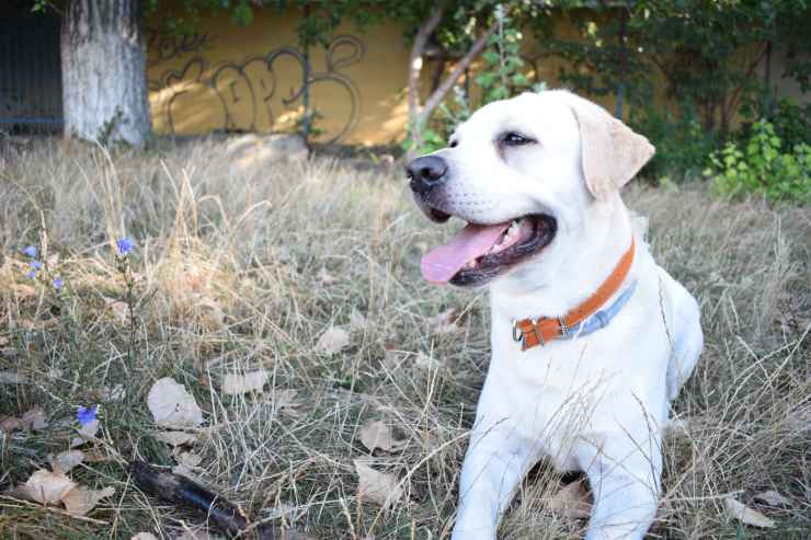 cane labrador 