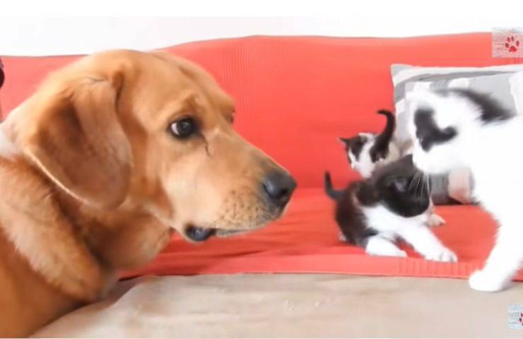 cane Aragon cuccioli gattini