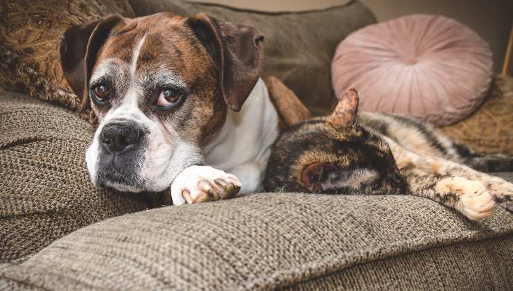 cane e gatto