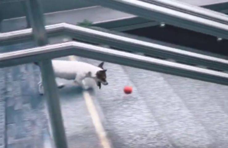 perro juega a la pelota en las escaleras