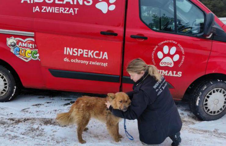 cane salvato catena Polonia