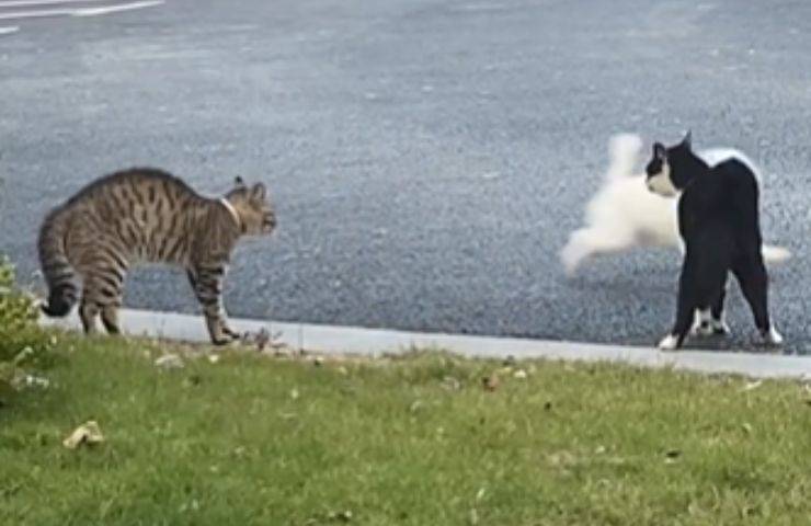 litigio gatti cagnolino scappa