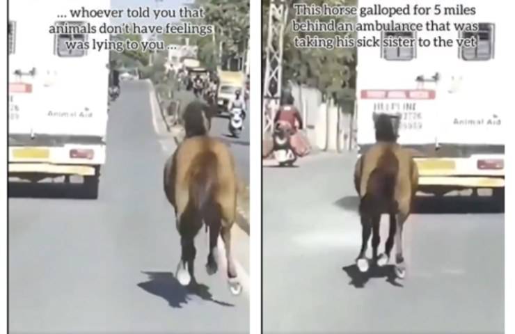 cavallo rincorre ambulanza malata