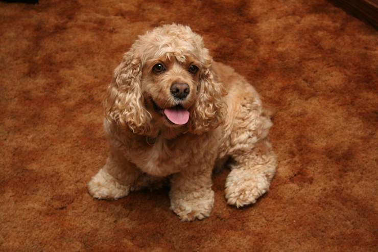 Cagnolino gioca in casa