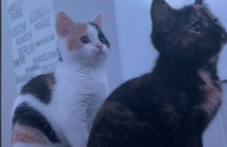 video coordinacion hermanitos gatitos