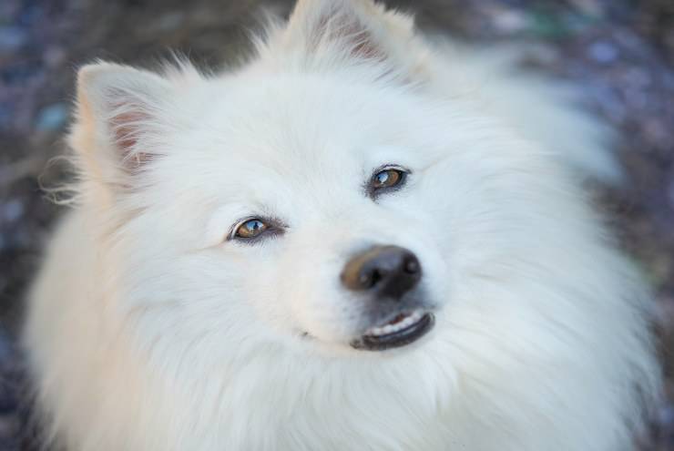 Il pet guarda il suo padrone